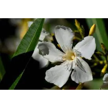 White Arali Flowers 1a-aralli flower-7829672-80285.webp